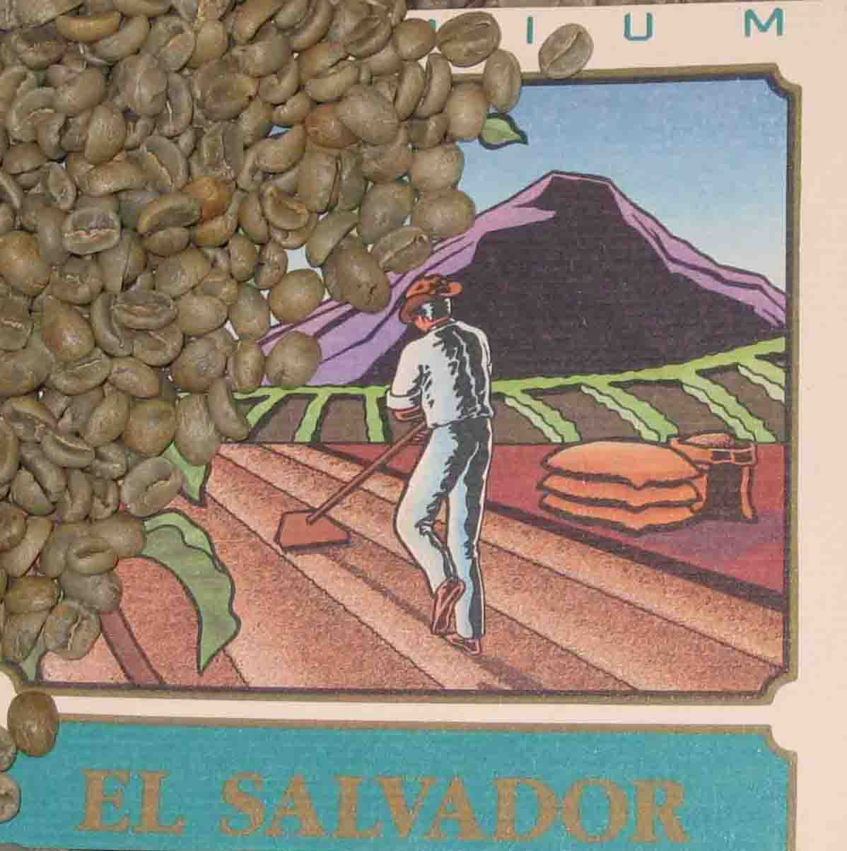 buy Green Coffee El Salvador Pacamara